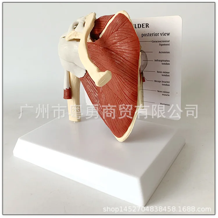 Human Skeleton Shoulder Scapula Clavicle Muscle Model Joint Functional Ligament Medical Teaching Aid