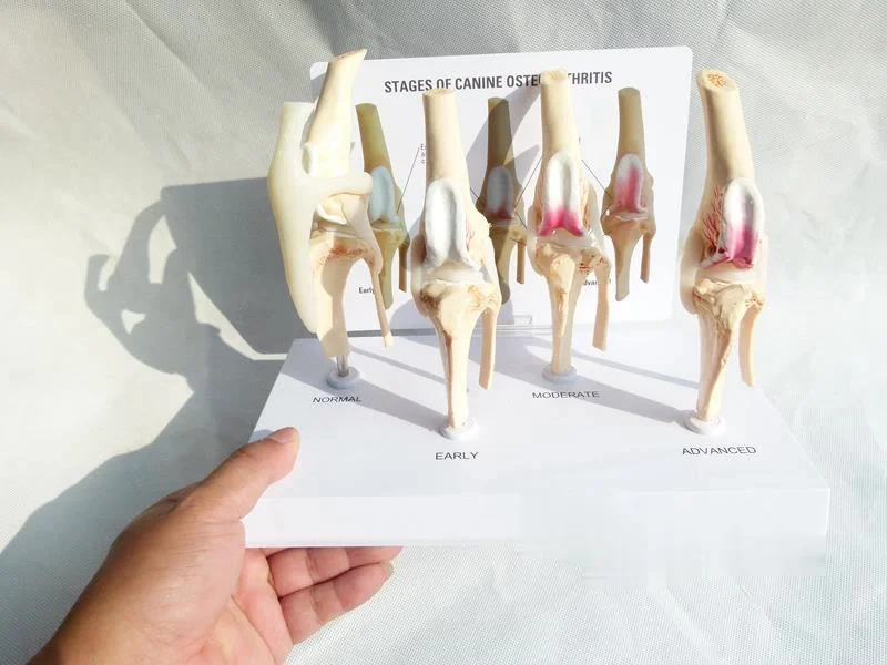 수의사용 개 골관절염 4 단계 개 무릎 개/개 4 단계 무릎 관절염 해부학 해부학 모델 골격
