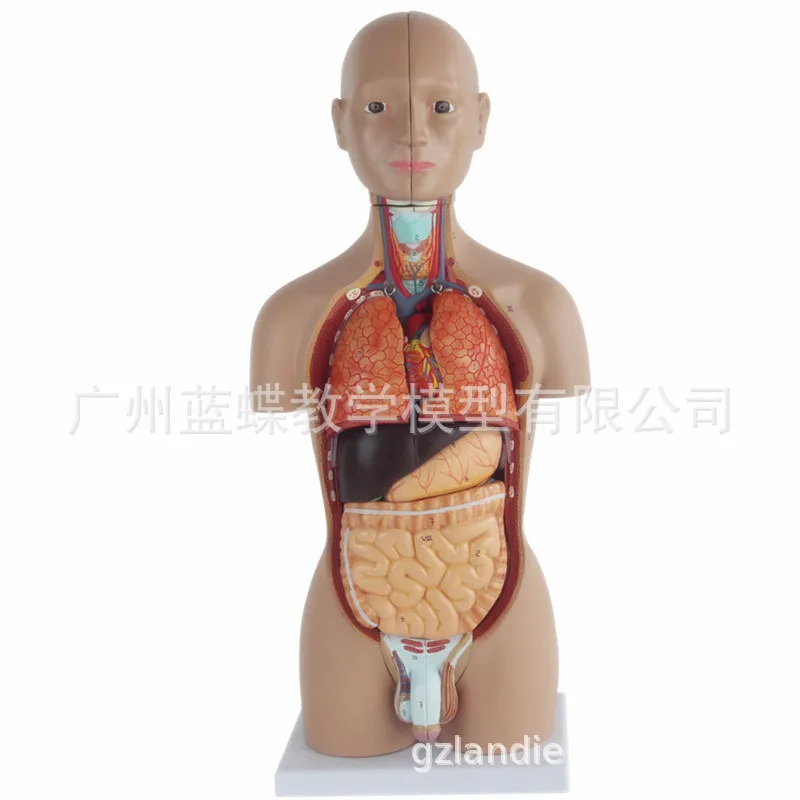 16 Parts Human Torso Visceral Anatomical Model Detachable and Installable 50CM Two-sex Torso Teaching Model