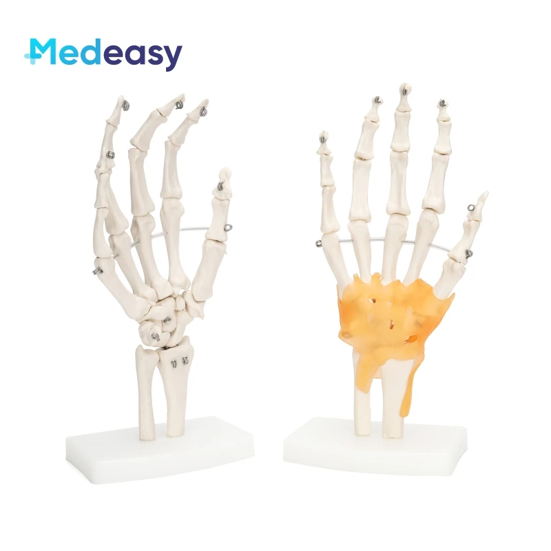 Human Life Size Anatomical Joint Model with Ligaments for Knee Hand Foot Hip Shoulder Elbow Anatomy Model