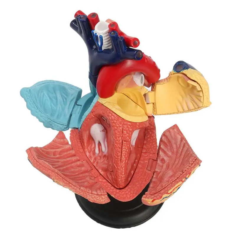 4D Human Heart Educational Toys Assembled Model Medical School Educational Model Teaching Tools