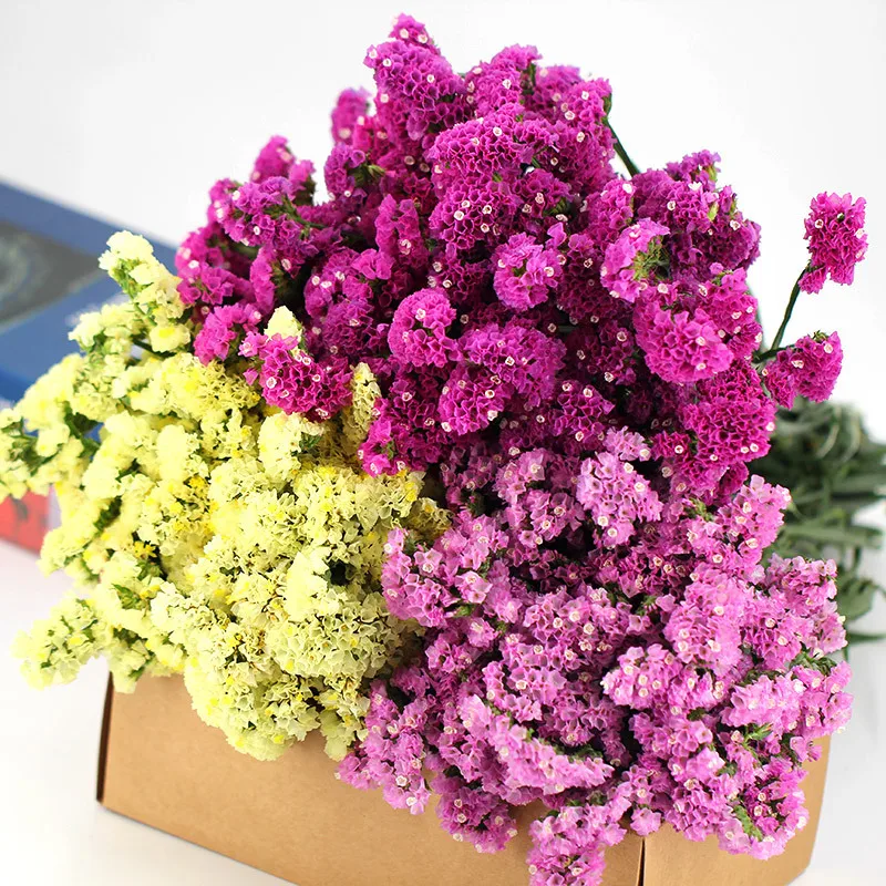 100g Class A Forget-Me-Not Dried Flowers Multicolor Forest Fleur Sechee Naturelle Home Decor Wedding Party Plants Accessories