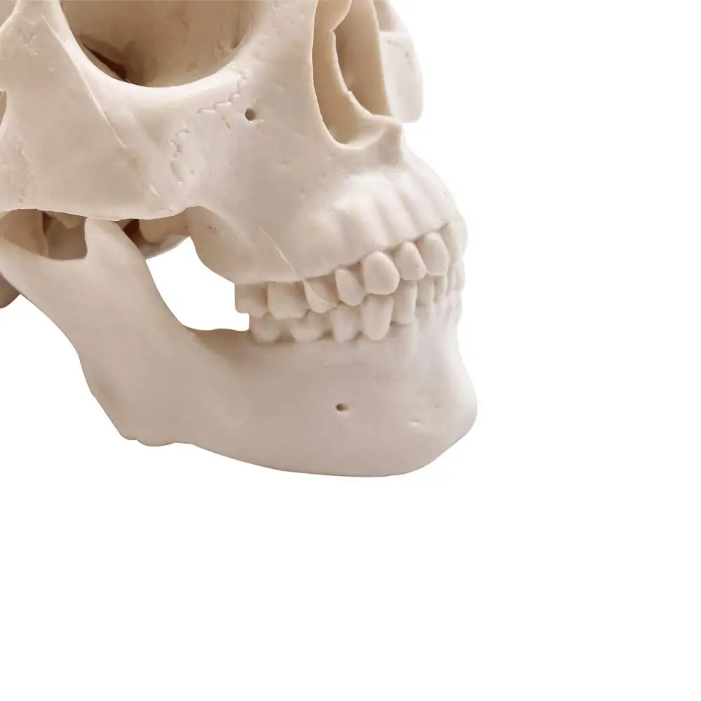 Mini Skull Model - Small Size Human Medical Anatomical Adult Head Bone for Education