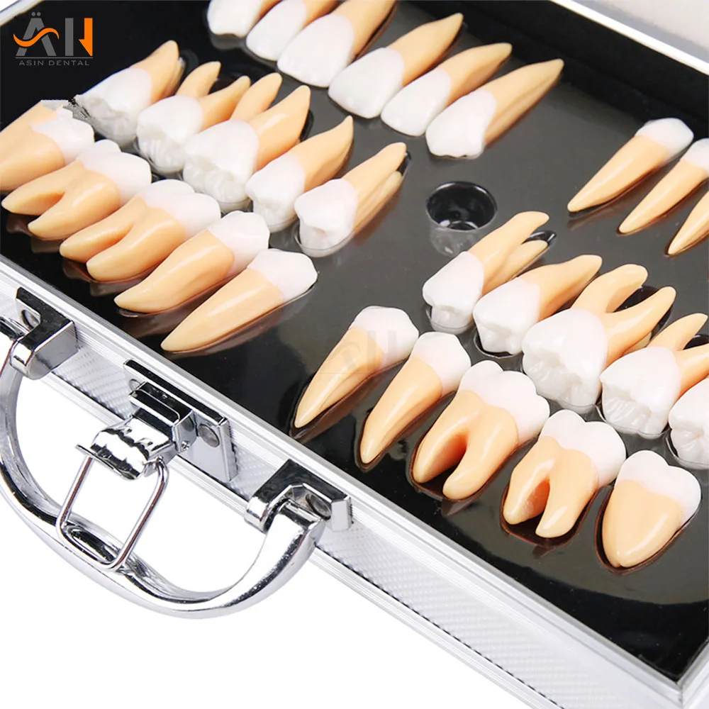 High Quality Dental Oral 28 PCS Adult Permanent Teeth Models Full month Dental gift Communication Tooth Models Odontologia