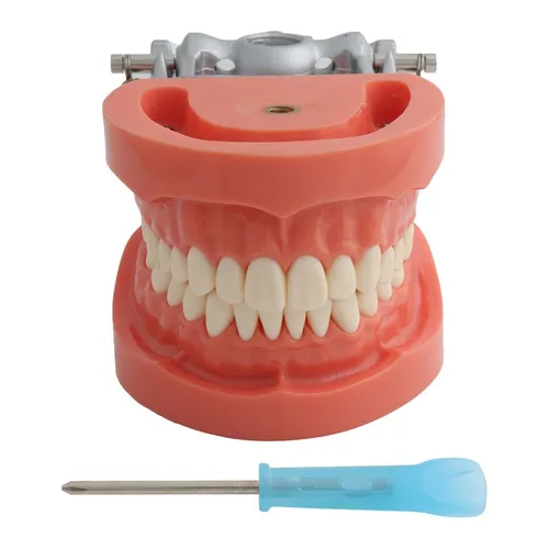 Modelo de enseñanza Dental estándar con 32 dientes atornillados, modelo de dientes de demostración, compatible con Nissin, modelo Dental, encías duras
