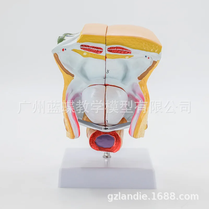 4 Parts 1:1 Life Sized Female Reproductive Anatomy Model Uterus Genitals with Details of The Internal Structure