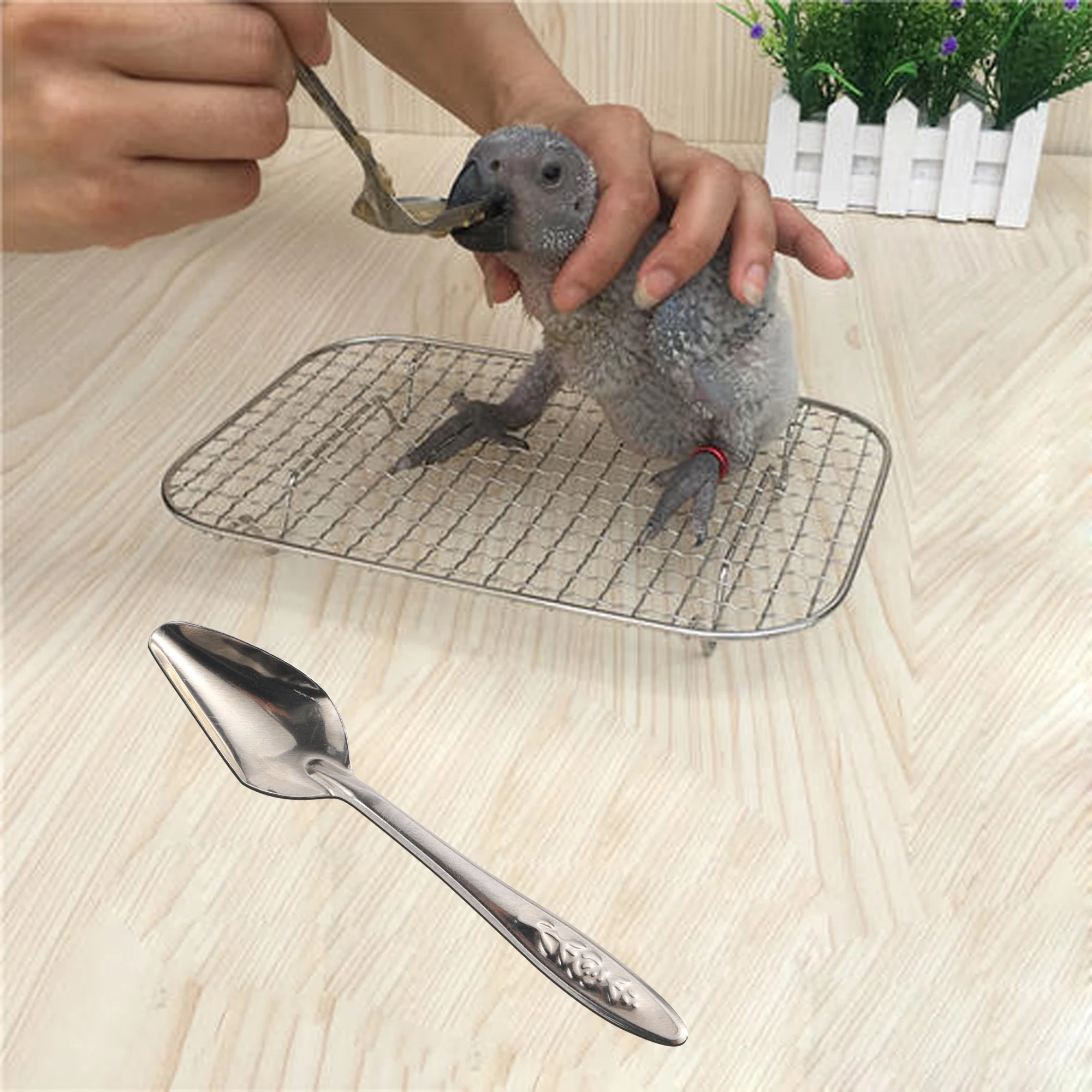 Cuillère d'alimentation portable en acier inoxydable pour oiseaux, mangeoire à eau pour perroquet, lait en poudre, nourriture pour oiseaux, bébé, 5 pièces