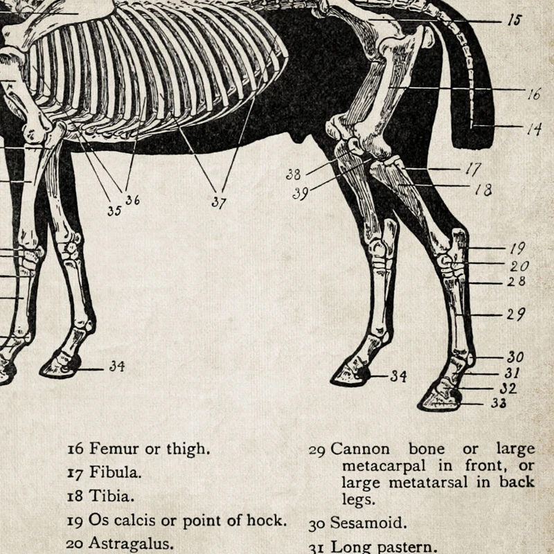 Vintage Horse Anatomy Canvas Posters Print Horse Anatomy Illustration Wall Art Painting Equestrian Pictures Home Room Wall Decor