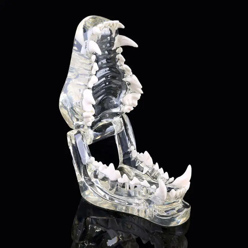 Transparent Dog Teeth Jaw Tooth Model Anatomical Teaching Demonstration Veterinary Canine