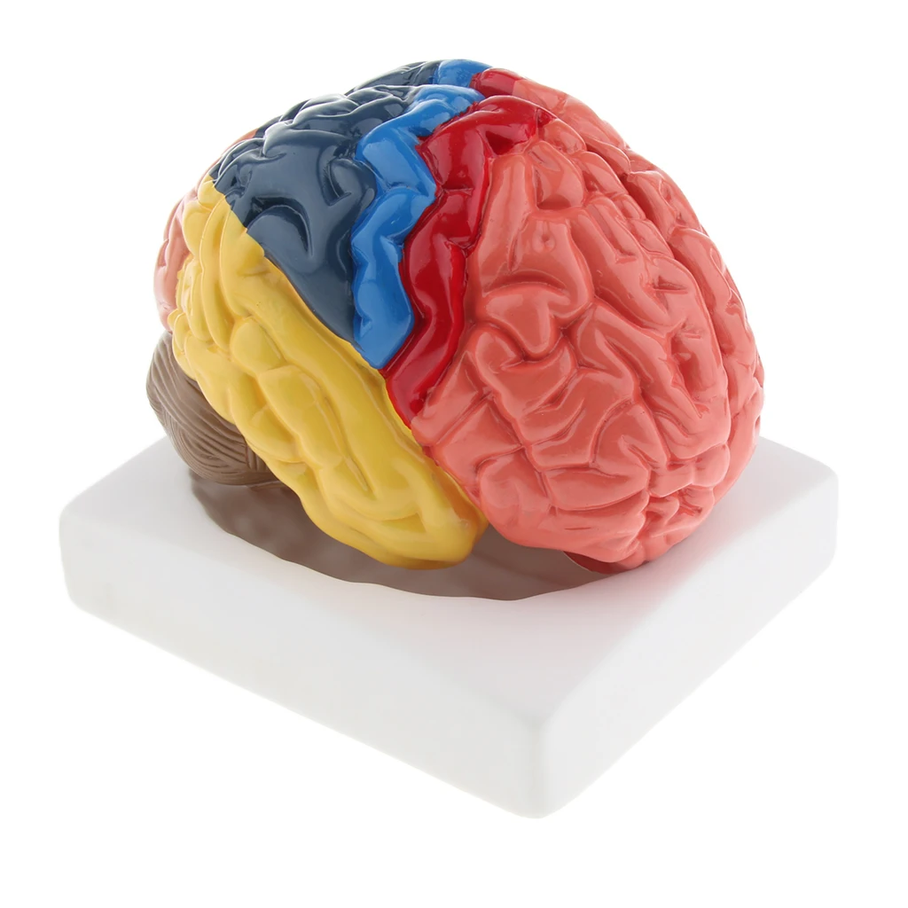 Lifesize Brain Model Realistic Anatomical Brain Model Eco-friendly PVC 9 Parts Anatomy Medical School Teaching Tool Lab Display