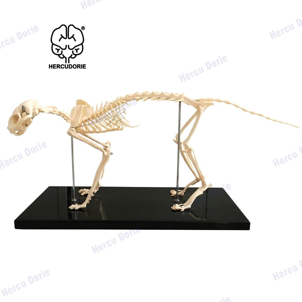 Cat Skeleton & Anatomy Model Kit, Cat Skeleton Anatomical Model Cat Bones Skeleton Specimen Anatomy Model -for Veterinary Teach