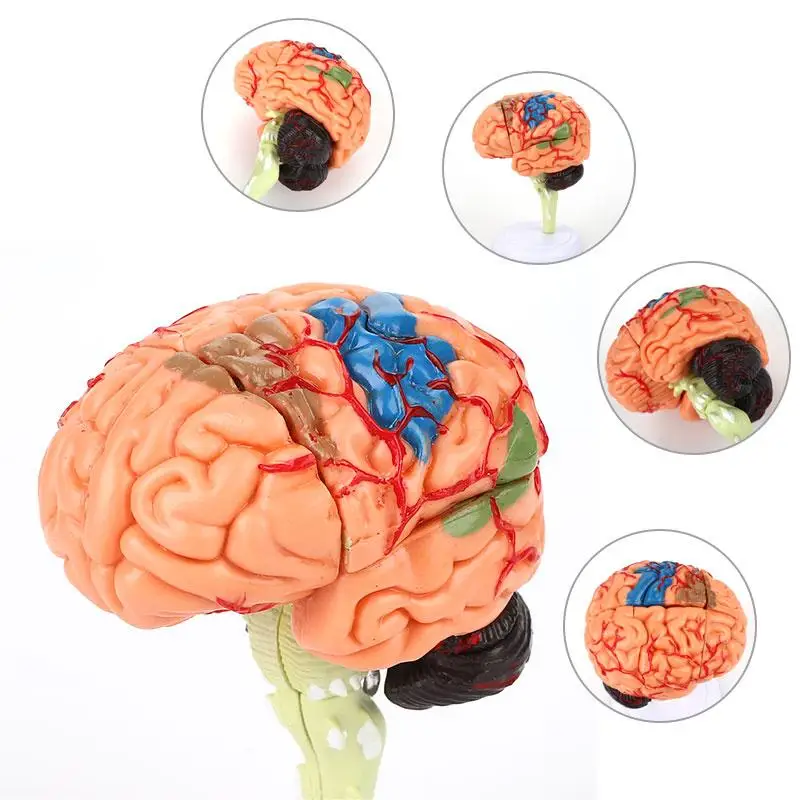 

4D Disassembled Anatomical brain Model of human School Educational Anatomy Medical Brain Model Anatomical Teaching Tool