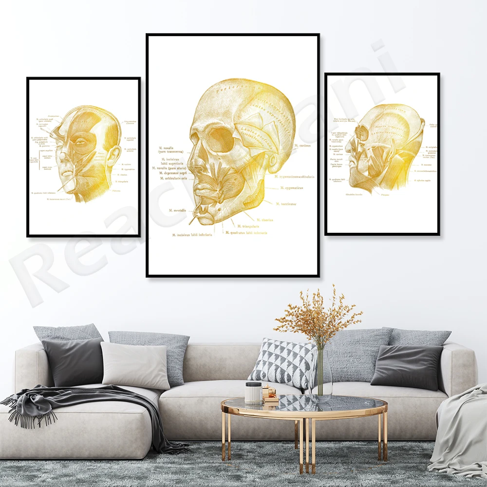 

Facial muscle gold anatomy art anatomy face poster beautician gift massage therapist office decoration clinic wall decoration