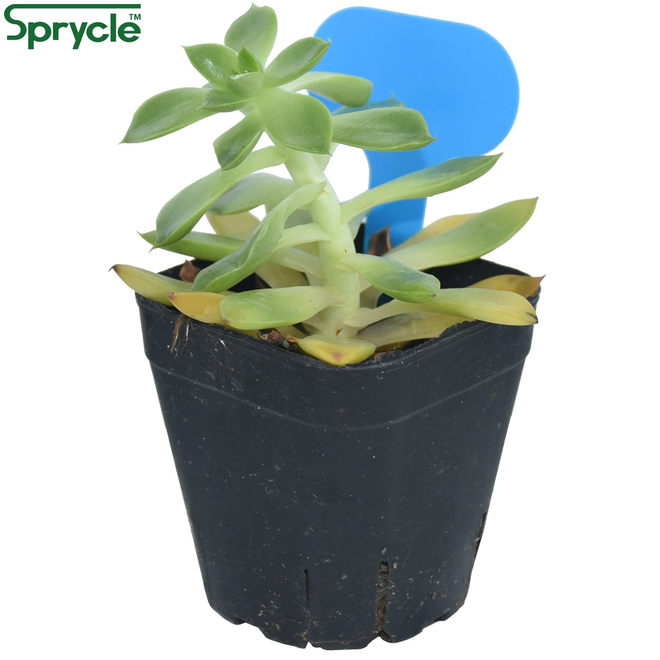 SPRYCLE 50PCS 50*70MM Colorful Plant Markers PVC Labels Stakes Garden Bonsai Succulent Seedings Tags Signs on Soil Paint Sticks