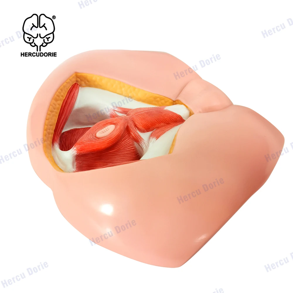 Modelo Neurovascular Perineal masculino, modelo de anatomía muscular del suelo pélvico, modelo de enseñanza de medicina genitourinaria