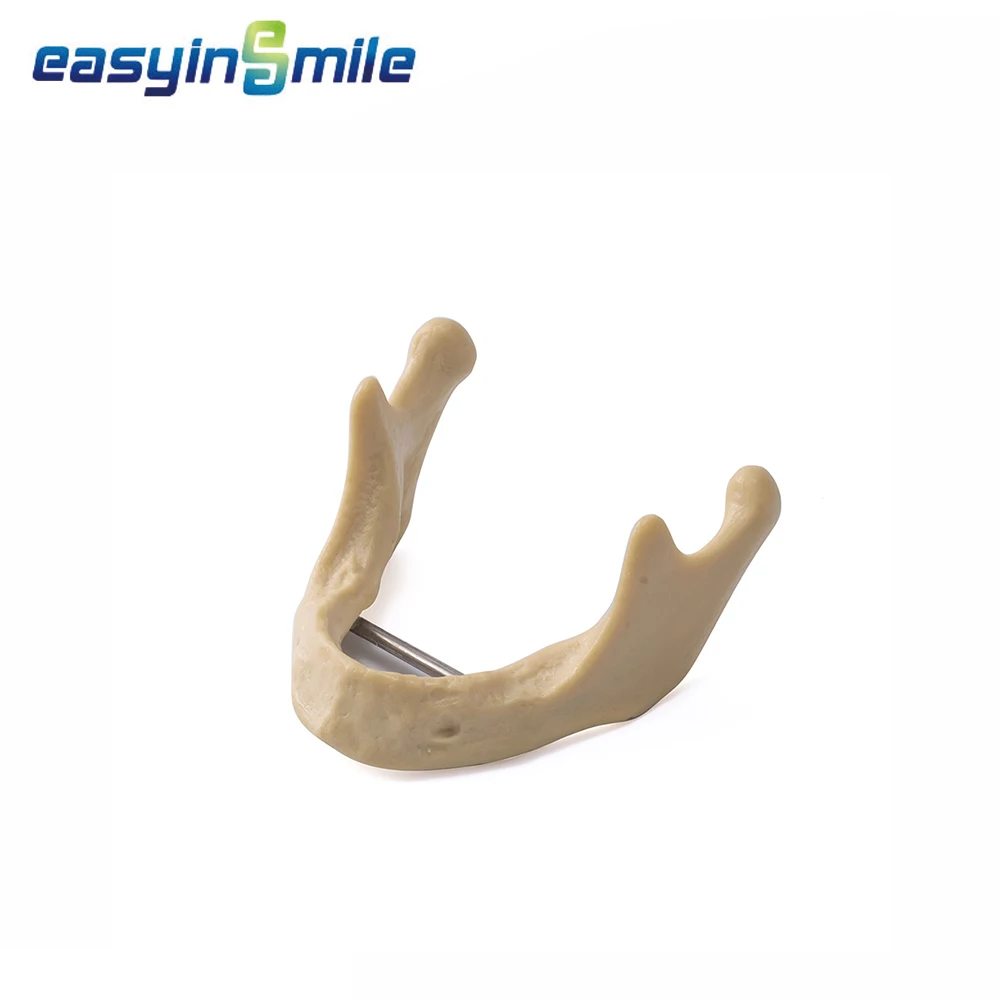 Easyinsmile Dental Implant Model Lower Jaw Bone Simulation Model Studing Model