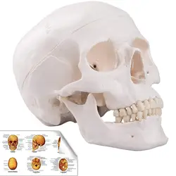 Human Anatomical Anatomy Head Skeleton Skull School Supplies Study Tool Halloween Bar Ornament Teaching Tool