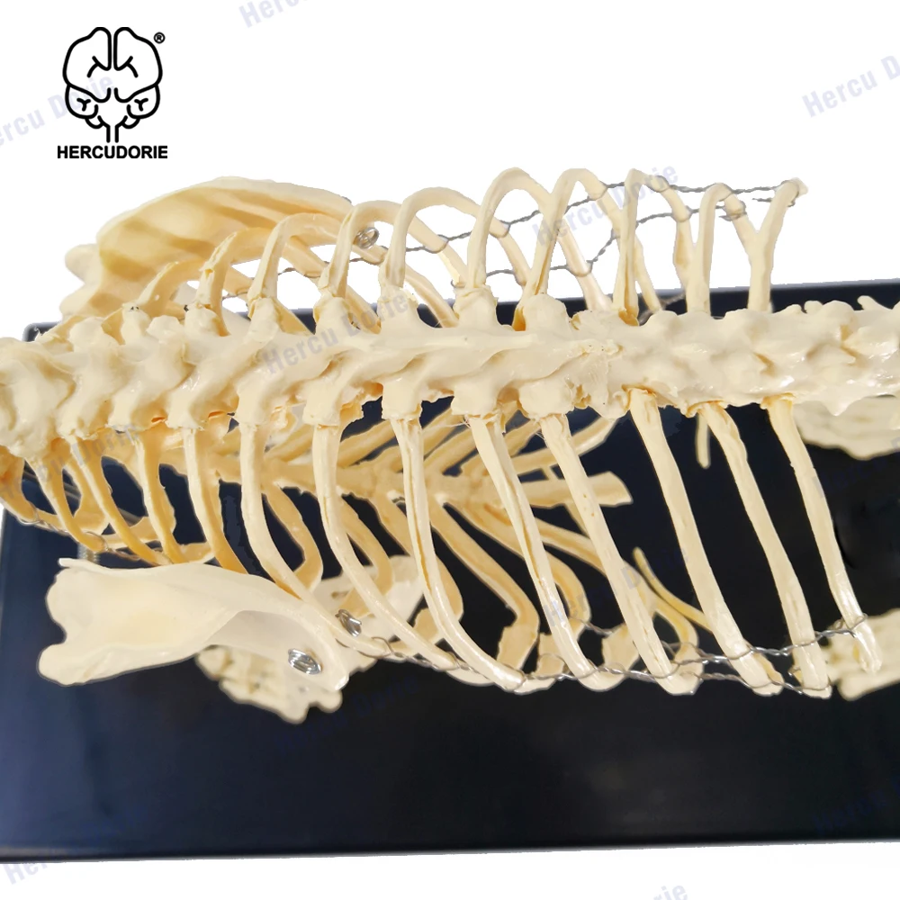 Dog Skeleton Model Education Model Canine Skeleton Standard Size Dog Display Lab Teach Veterinary Animals