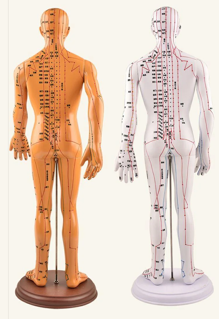 

Acupuncture Human Body Model Teaching Aid Arm Whole Body Medical Female Mannequin