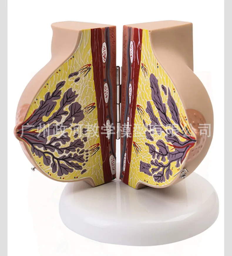 Human Female Quiescent Breast Anatomy Model Breast Enhancement Gynecological Teaching Display Model