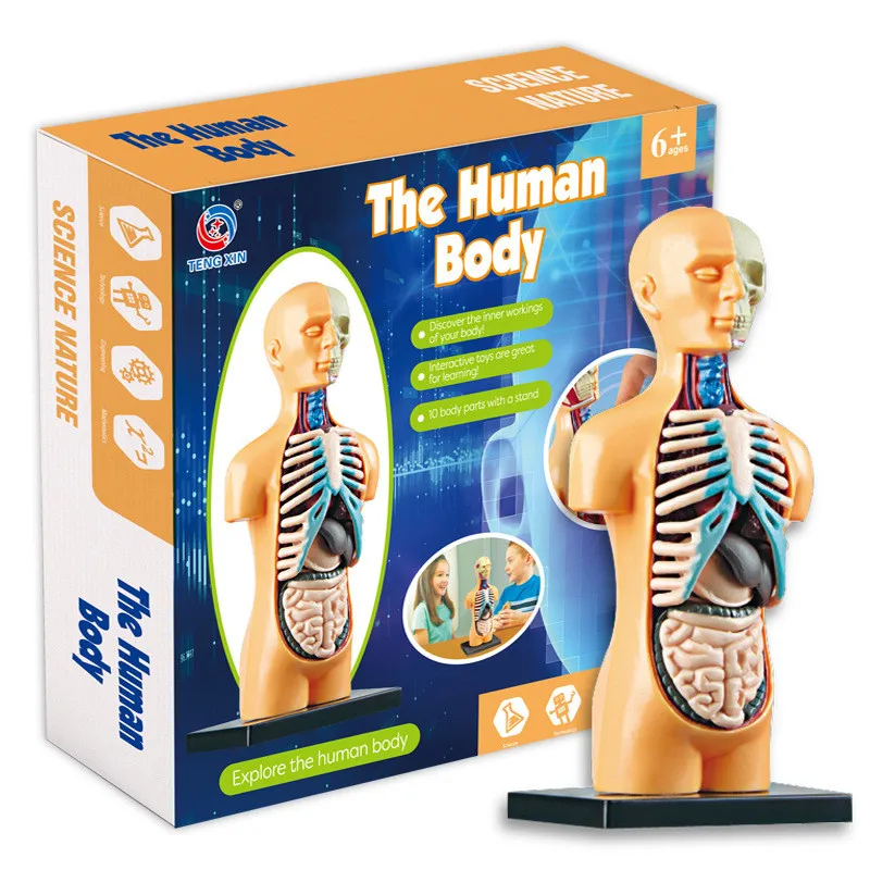 Human Torso Body Model Anatomy Anatomical Medical Classroom Tools with Removable Internal Organs