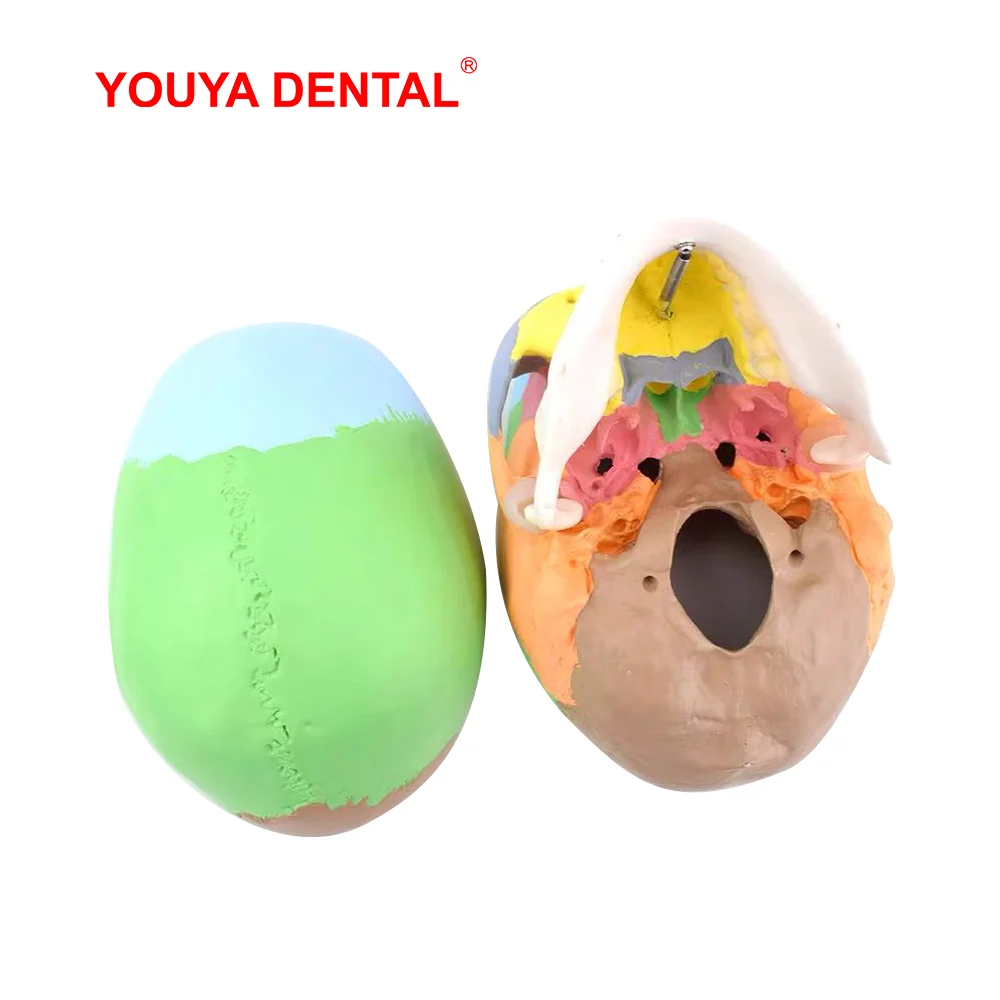 Modelo anatómico de cráneo humano para adultos, modelo de dientes dentales completos, anatomía médica, tapa de calavera extraíble para enseñanza de