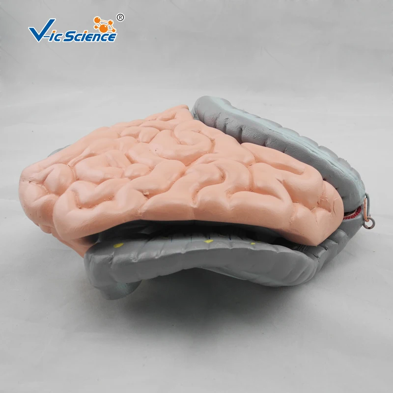 Modelo anatômico de colônia avançada, ileu e jejunum