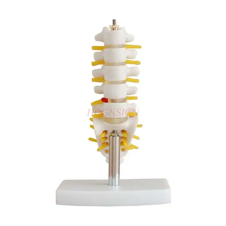 Spine model small lumbar spine tail vertebra bone model anatomy bone nerve structure model teaching medical teaching aids