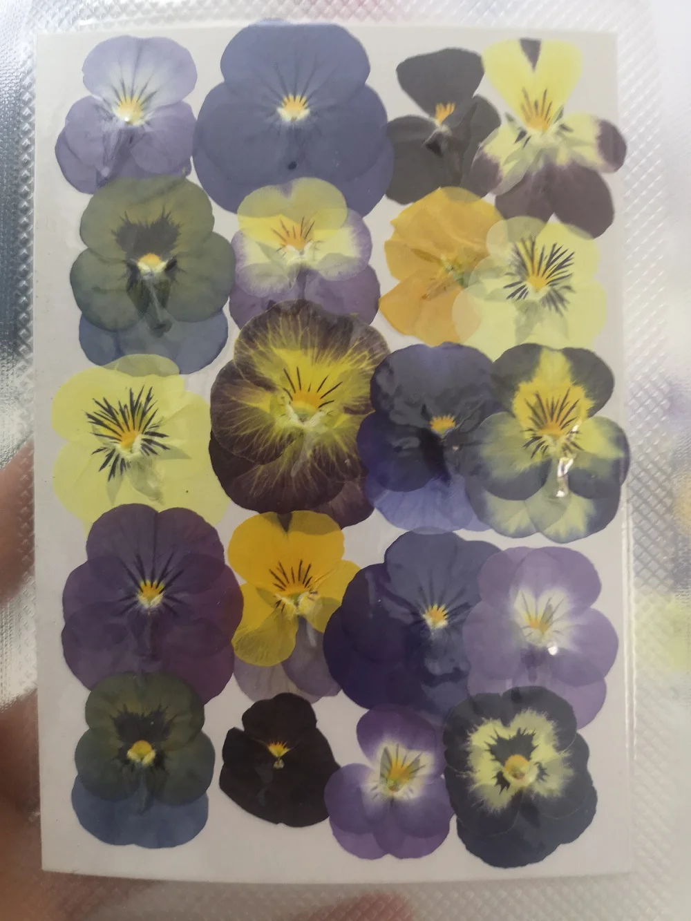 60pcs Pressed Dried Viola Tricolor L. Flower Plant Herbarium For Nail Art Make Up Jewelry Bookmark Phone Case Card DIY