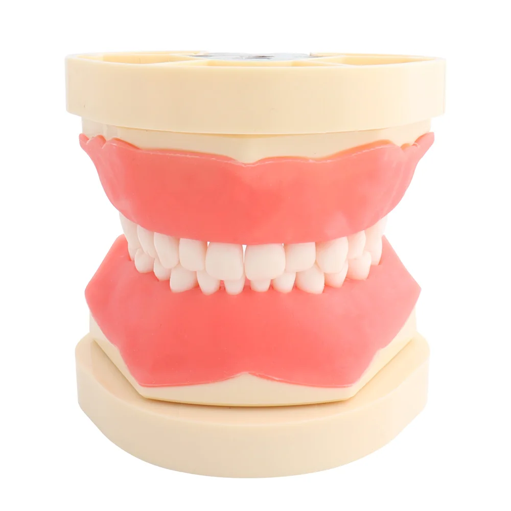 

Dental Model Teeth Model Fit Frasaco Dental Teaching Model for Children with 32pcs Screw-in Teeth Demonstration