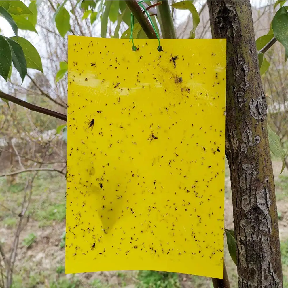 Trampa de insectos pegajosa, tablero de cucarachas, hormiga, pegamento para mosquitos, trampa para moscas, trampa para insectos voladores, pegatinas