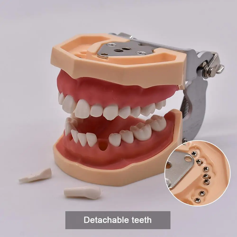 

Dental Soft Gum Standard Tooth Model with28 Removable Teeth Oral Dental Detachable Teeth Model with Screwdriver Detachable Teeth