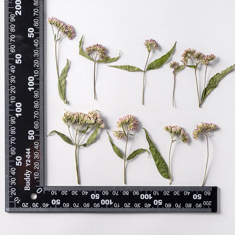 

120pcs Pressed Dried Flower Eupatorium fortunei Turcz Herbarium Bookmark Prop Jewelry Postcard Invitation Card Phone Case DIY