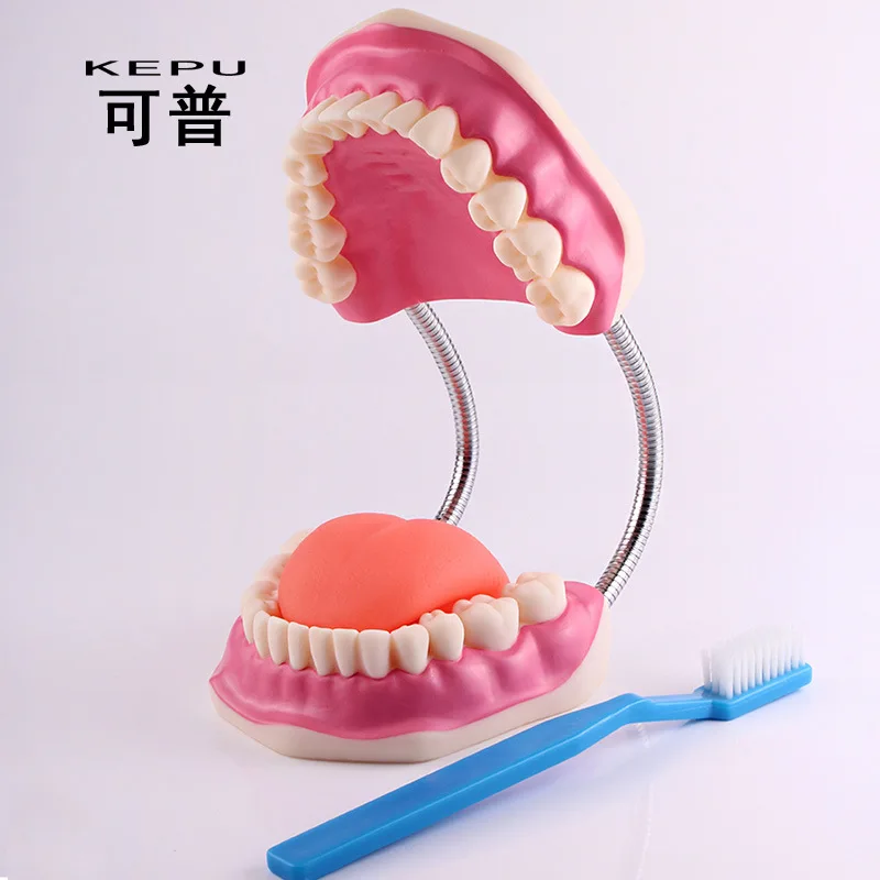 

Oral Health Care Dental Model Kindergarten Teaching Aids Children's Toys Brushing Demonstration Van Dentition Dental Teaching