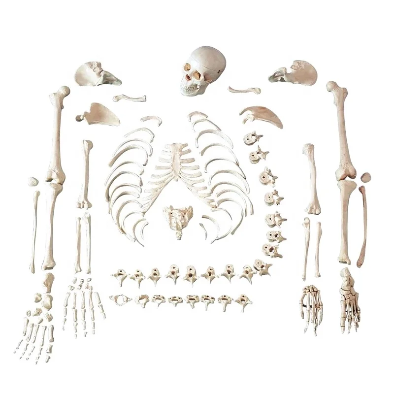 Full Size Human Disarticulated Skeleton Model with Skull Anatomical Model Medical Science Spine Pelvis Ribs Femur Tibia Anatomy