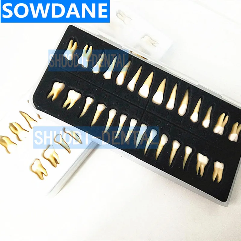 28 pcs 1:1 Tooth Model High Quality Resin Simulation Tooth Grain Dental Model For Dentist Exam Preparation Teaching Practic