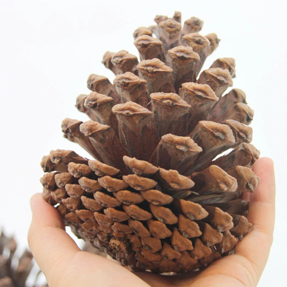 

4pcs 10-14cm big size natural Christmas decoration big pine cones