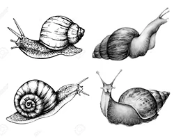 CustomClear Snails Transparent Silicone Rubber Stamp and Metal Die Sheet Cling Scrapbooking DIY Cute Pattern Photo Album