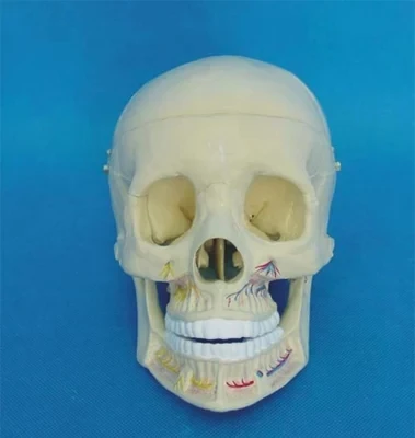 

Medical human specimen model 1:1 skull model Easy tear open outfit non-defrmation free shipping