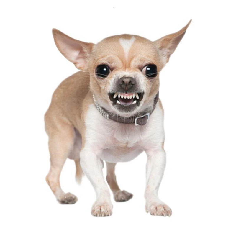 

B0595# 13CM 17CM Self-Adhesive Decal Angry Chihuahua Breed Dog Car Sticker Waterproof Auto Decors on Bumper Rear Window