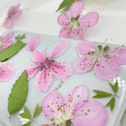 50pcs Pressed Dried Pink Peach Blossom Flower Plant Herbarium For Nail Art Make Up Jewelry Bookmark Phone Case Card DIY