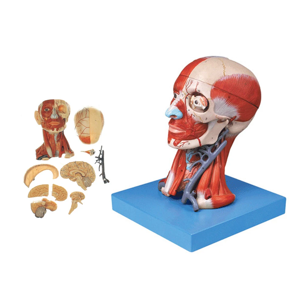 

Anatomical Head With Muscles Nerves Brain Eye Artery Medical Educational Model