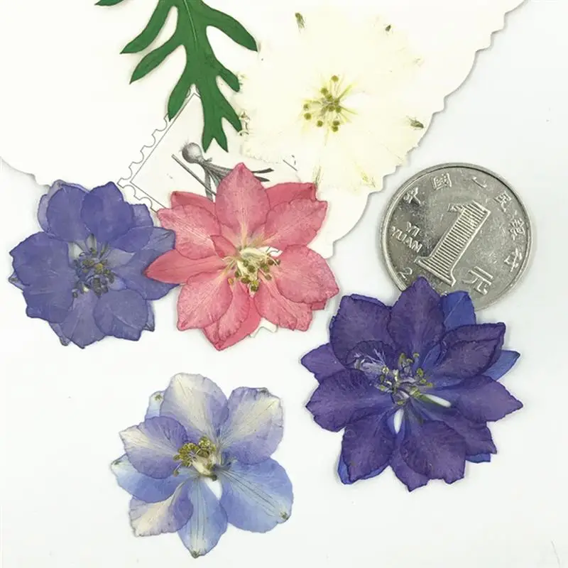 12PCS Dried Flowers Real Larkspur DIY Pressed Flowers eal Dried Flower Dry Plants for Making Craft DIY Accessories