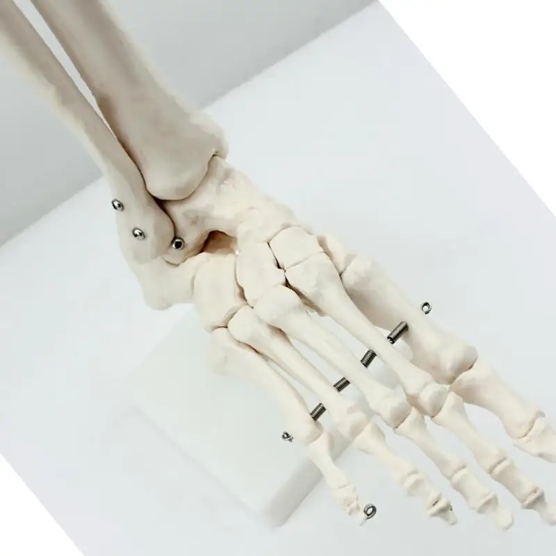 Medical Foot Ankle Joint Anatomical Skeleton Model Human Foot Bones Skeletal Model Anatomy Clinic Show Teaching Model Wholesale