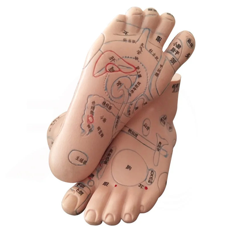 13cm Foot Reflex Zone Massage Model, Not Acupuncture Model, Foot Massage Model Chinese Language Feet Reflexology,1 Pair Medical