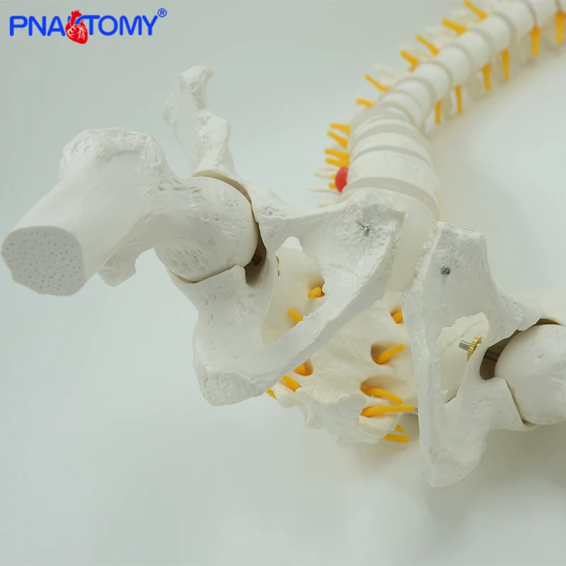 Modelo de columna Vertebral Flexible humana colgante de 85cm, modelo de Anatomía de tamaño real, sacro, coxis, Pelvis, hueso, herramienta anatómica