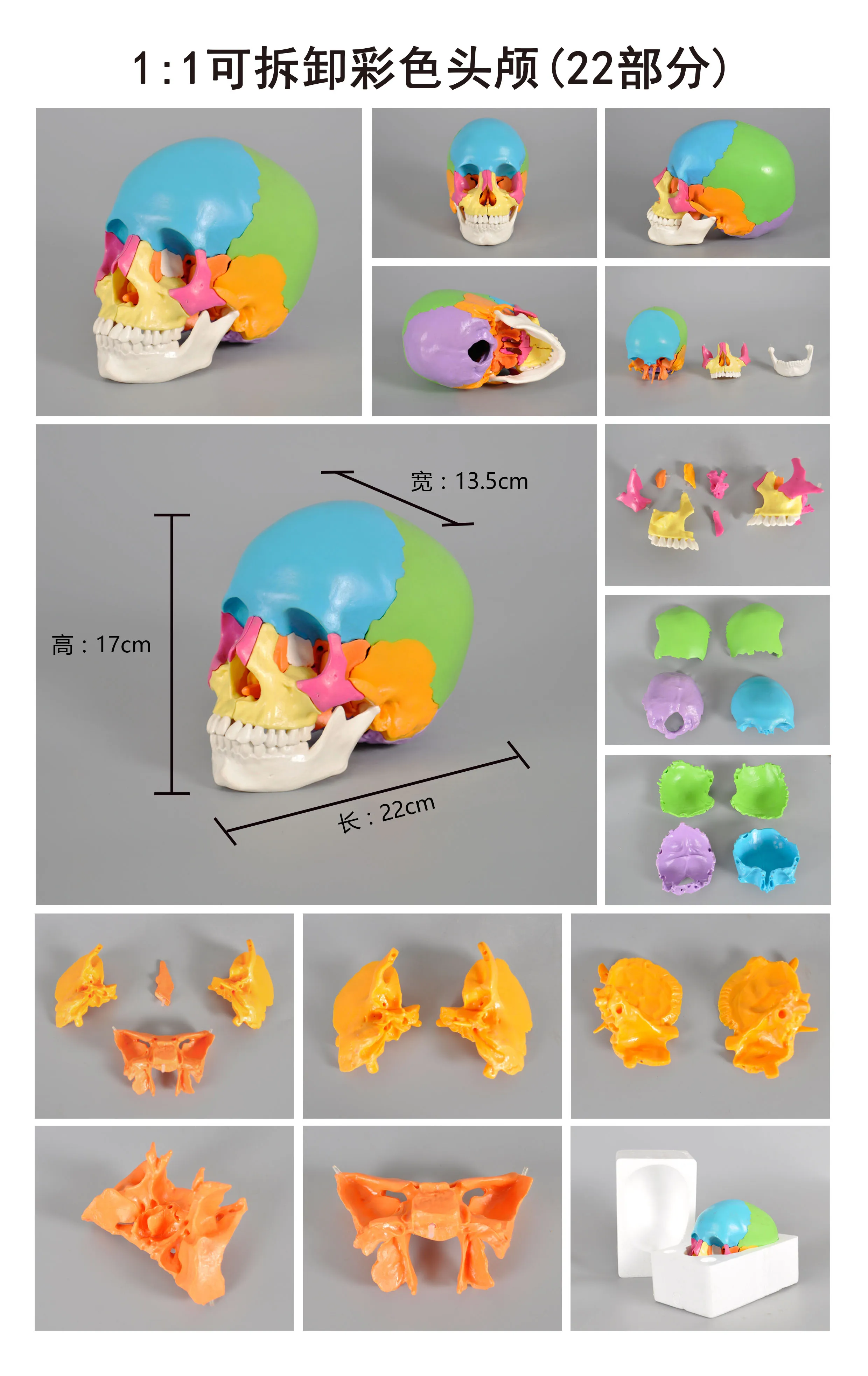 Skull model Anatomical Human Skull Model Medical Skeleton Anatomy 1:1 1pc