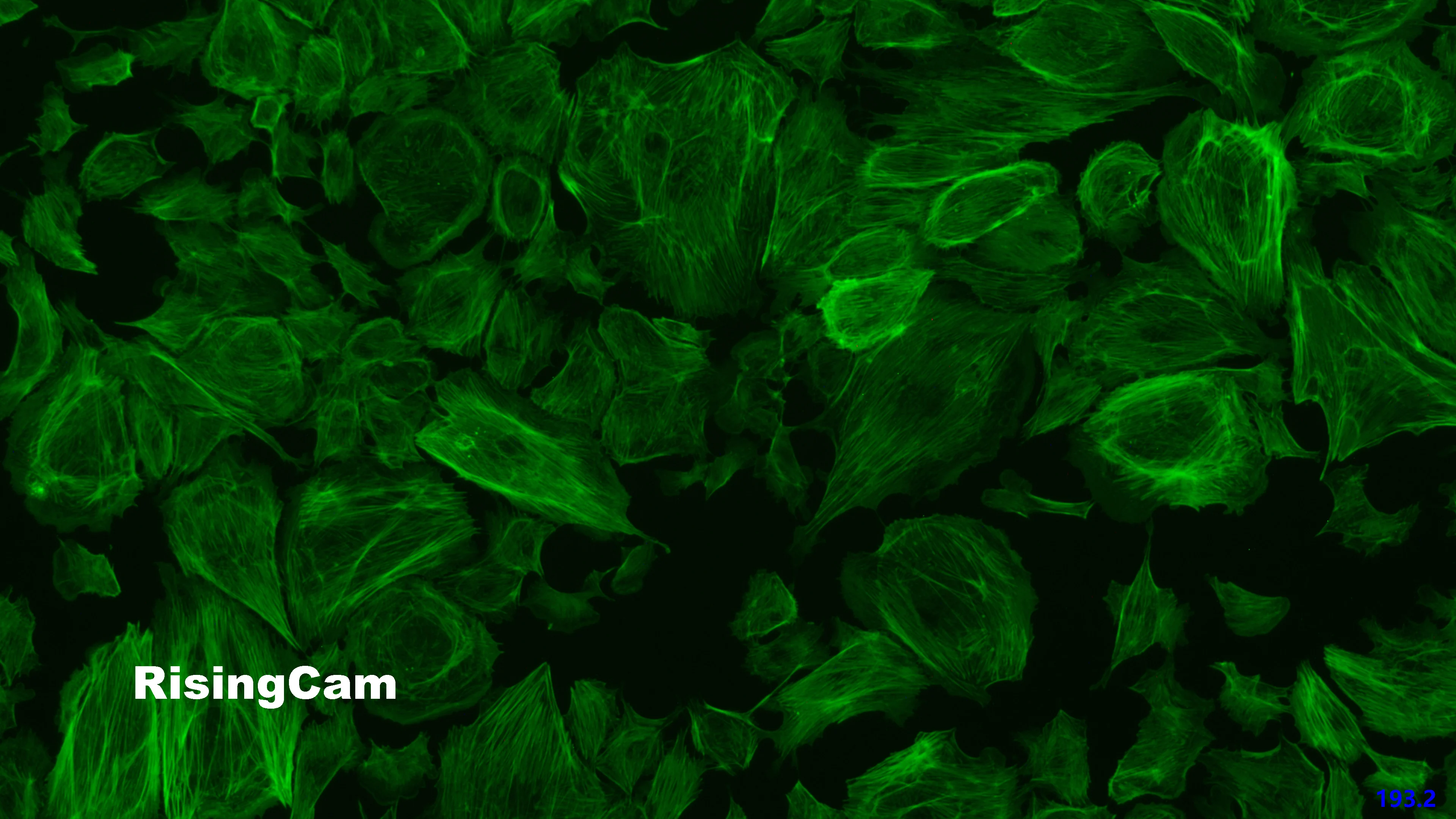 Ultrahochempfindliche 96fps 2,1MP imx482 1/1,2-Zoll-Sensor USB3.0 Digitalmikroskopkamera für biologische Dunkelfeld-Fluoreszenz – Detail 17