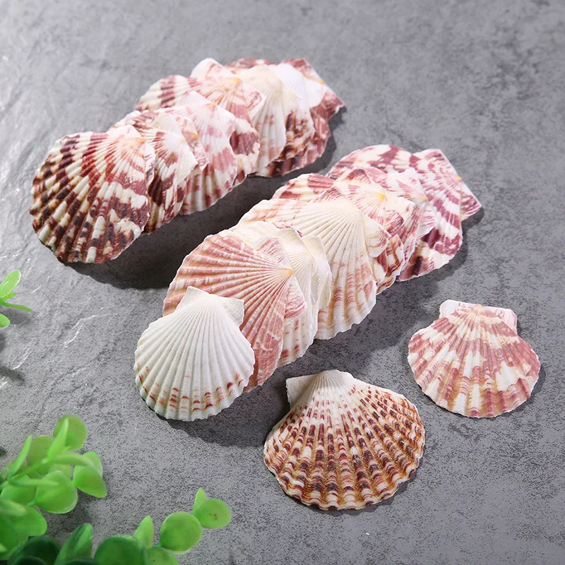 10pcs/Lot Flower Scallop Natural Color Pattern Marine Ocean Fish Landscape Decoration Mediterranean Style Home Decor