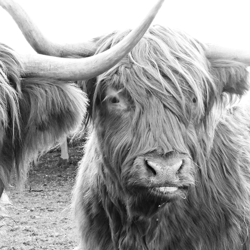 Black White Farm Animal Highland Cow Canvas Prints Scotland Cow Poster Farm Nursery Wall Art Painting Rustic Decoration Picture